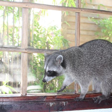 Hostel Utopia Isla Holbox Екстер'єр фото